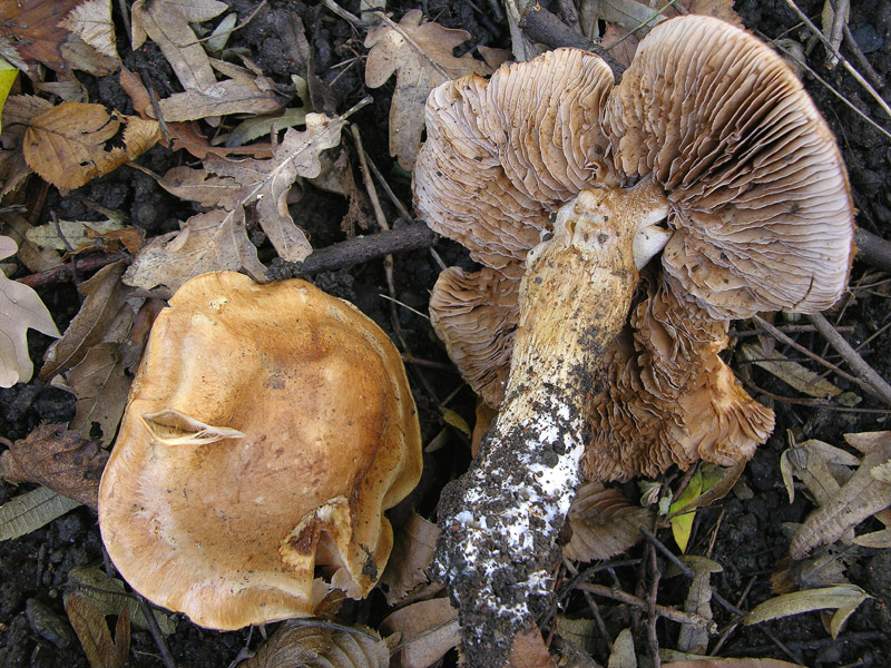 Cortinarius pseudovulpinus?